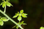 Appalachian bunchflower